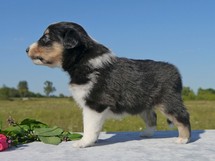 puppies