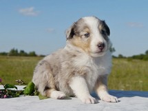 puppies