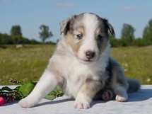 puppies