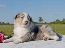 puppies