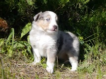 puppies