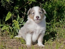 puppies