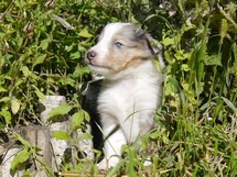 puppies