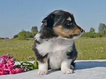 puppies