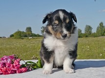 puppies