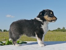 puppies