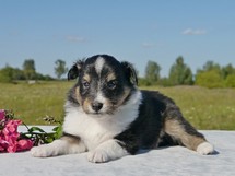 puppies
