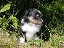 puppies