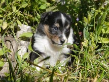 puppies
