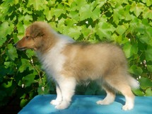 puppies