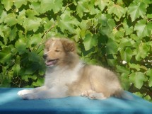 puppies