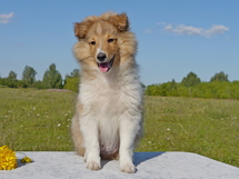 puppies
