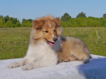 puppies