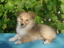 puppies