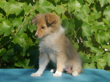 puppies
