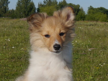 puppies