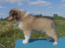 puppies