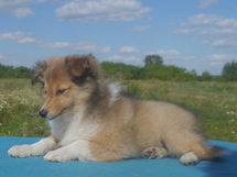 puppies