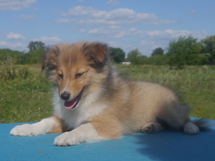 puppies