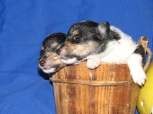 puppies
