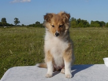 puppies