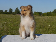 puppies