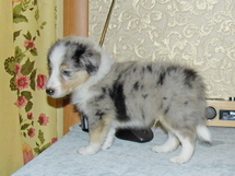 puppies