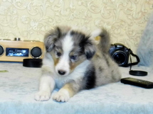 puppies