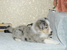 puppies