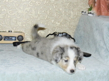 puppies