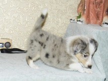 puppies