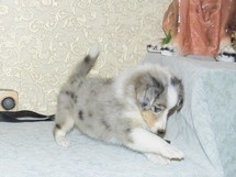puppies