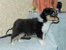 puppies
