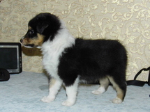 puppies