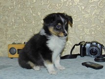 puppies
