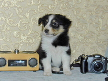 puppies