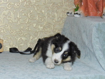 puppies