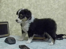 puppies