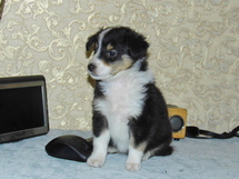 puppies