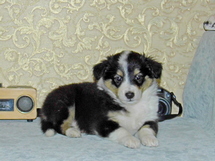 puppies