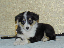 puppies