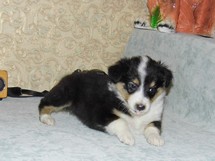 puppies
