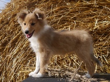puppies