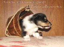 puppies