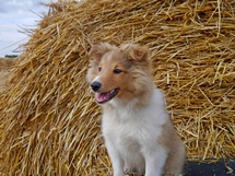 puppies