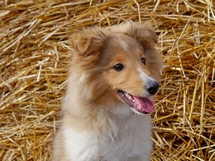 puppies