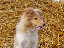 puppies