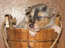 puppies