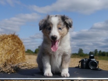 puppies