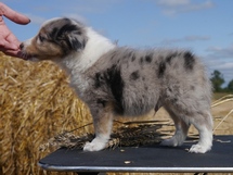 puppies